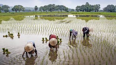 farmers