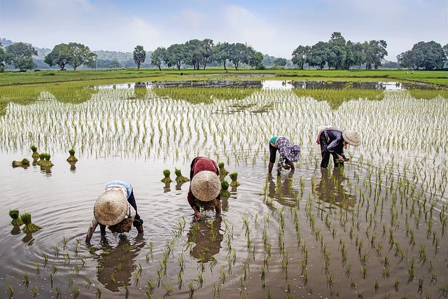 farmers